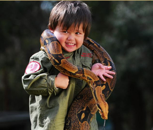澳2岁男童与蟒蛇为伴胆量惊人