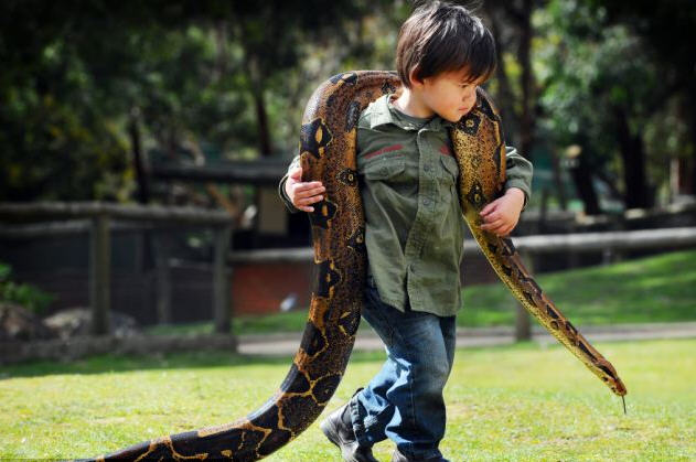 澳2岁男童与蟒蛇为伴胆量惊人